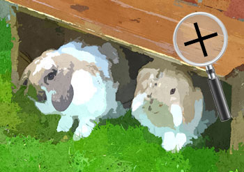 Dieren  sneltekenaar karikaturist canvas digitale kunst