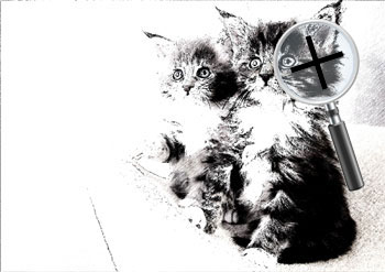 Dieren  sneltekenaar karikaturist canvas digitale kunst