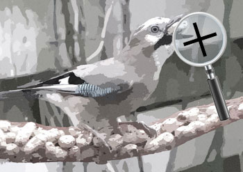 Dieren  sneltekenaar karikaturist canvas digitale kunst