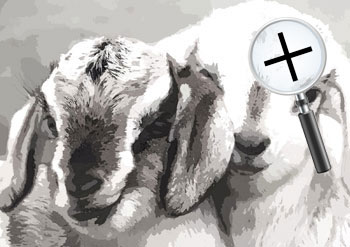 Dieren  sneltekenaar karikaturist canvas digitale kunst