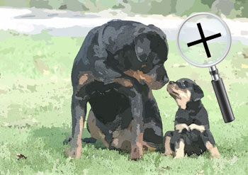 Dieren  sneltekenaar karikaturist canvas digitale kunst