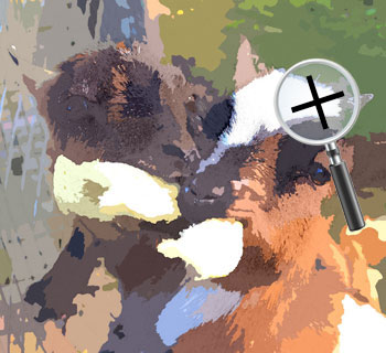 Dieren  sneltekenaar karikaturist canvas digitale kunst